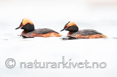 BB 10 0376 / Podiceps auritus / Horndykker